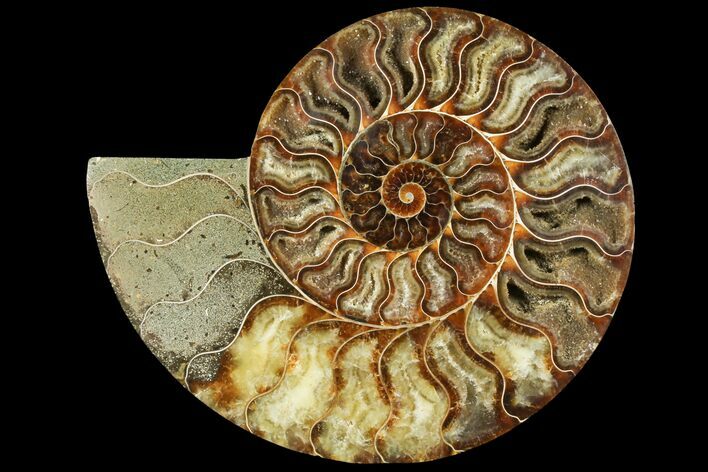 Cut Ammonite Fossil (Half) - Agatized #97753